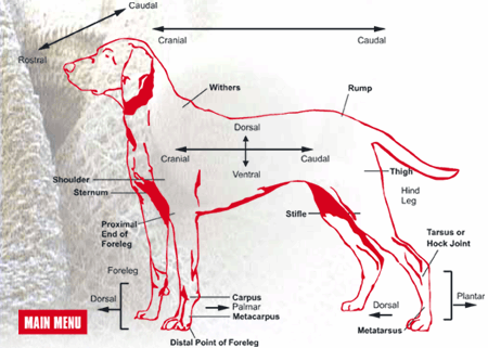 Dog Anatomy Photos