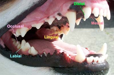 Dog Anatomy Photos